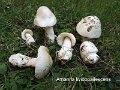 Amanita lividopallescens-amf218
